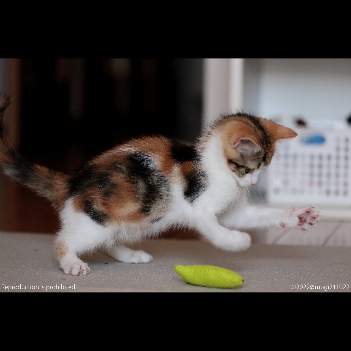 むぎの日常 (@mugi211022) / Posts / X