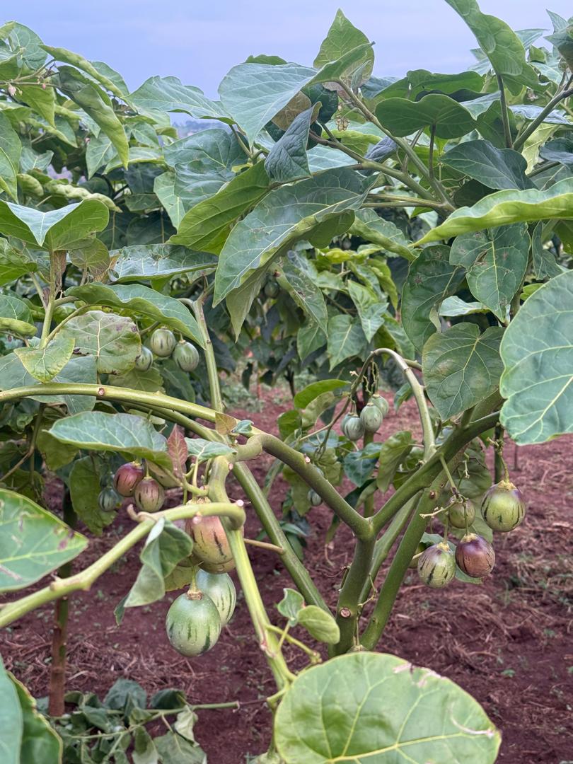 EcoAgriMedia tweet media