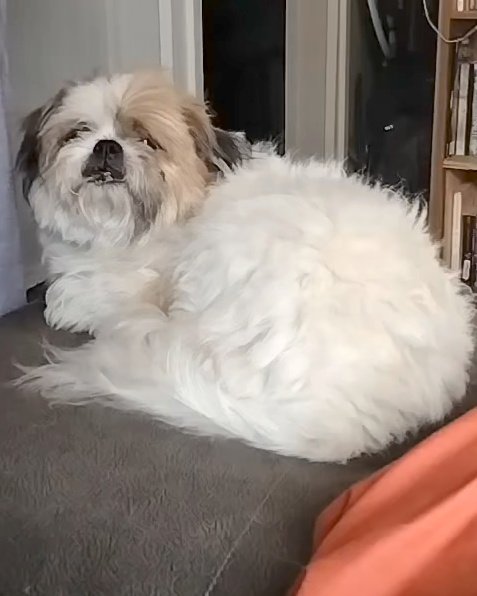 Vergil Wylde (✈️ FetCon 2026) tweet media