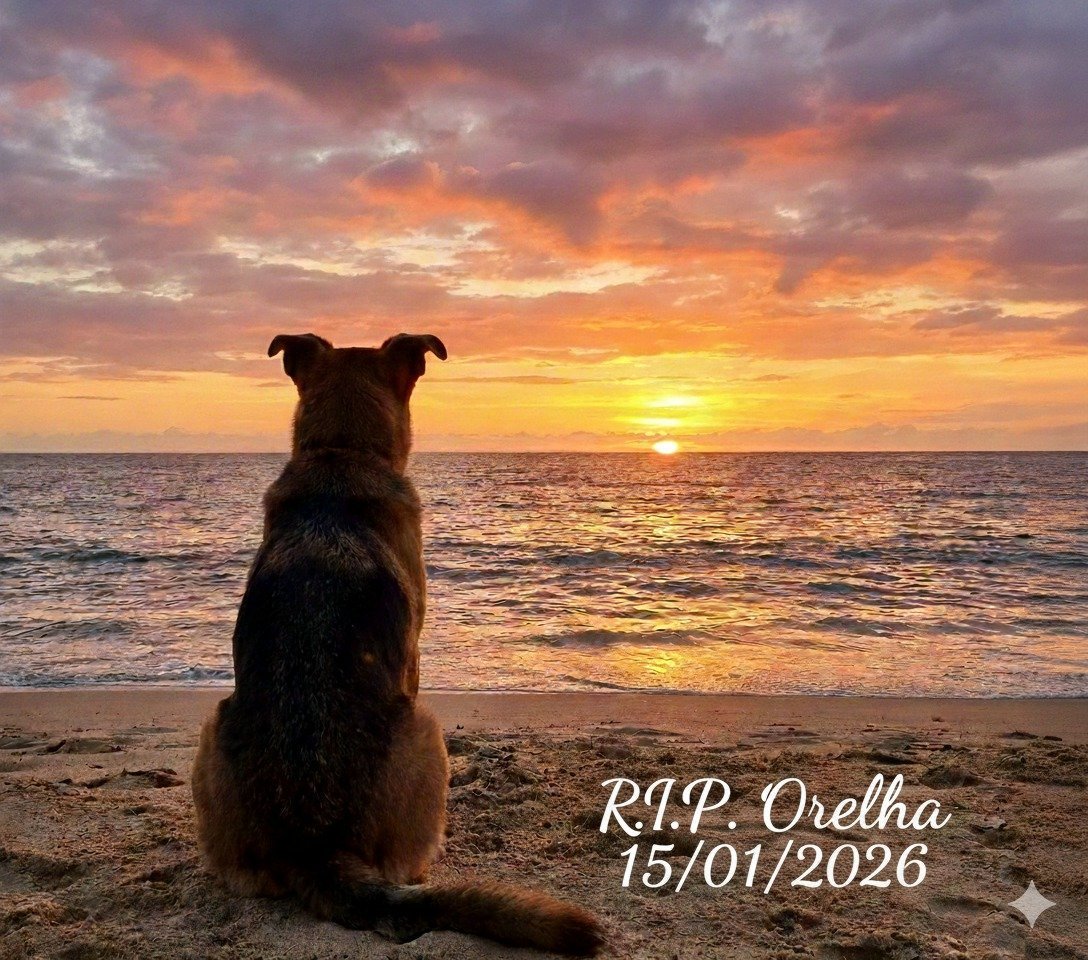 Meet Pri Fernandes, the city councilor from Florianópolis who used #Orelha as her election campaign platform and voted against federalizing the case which would have made the prosecution impartial and not influenced by local wealthy families involved in torturing dogs.