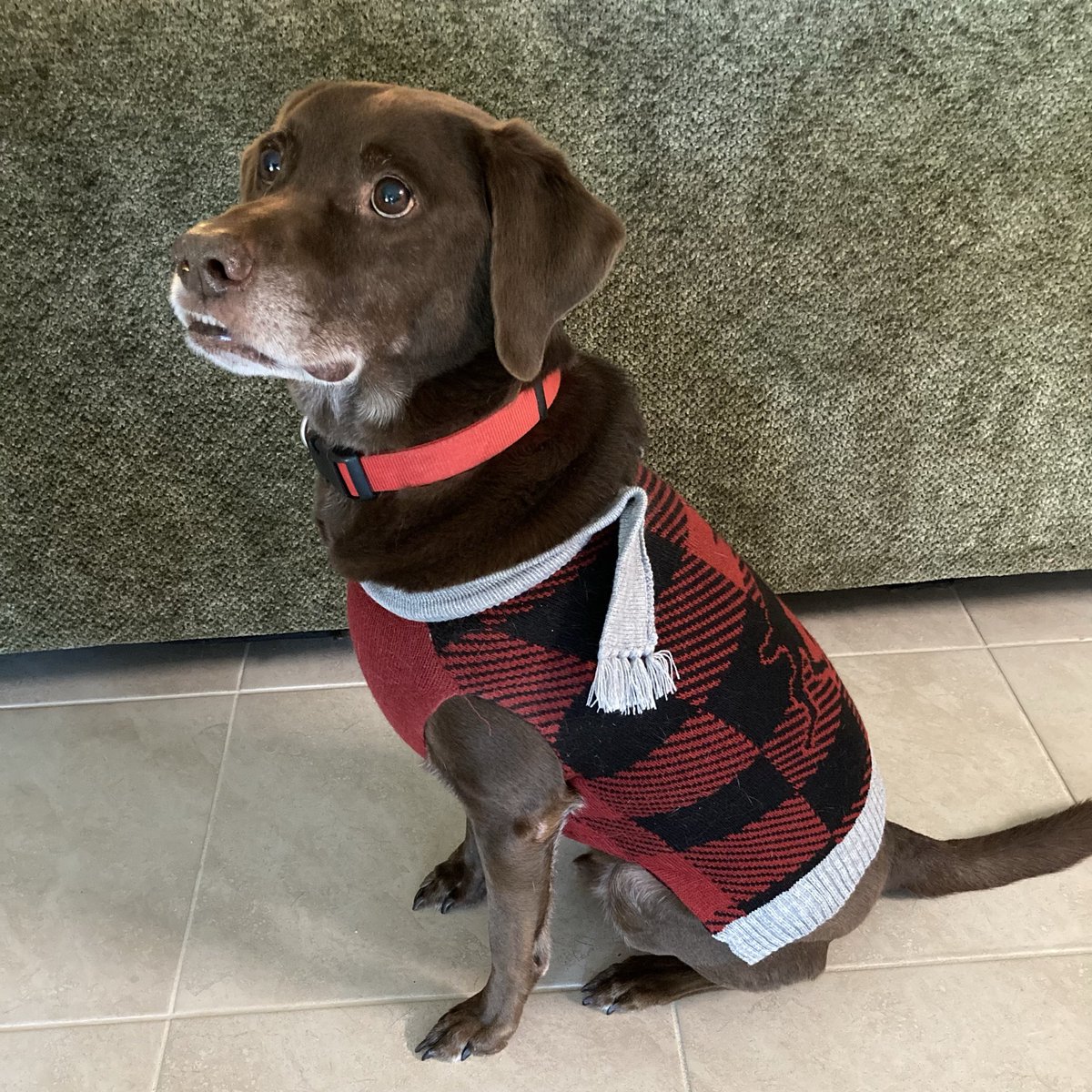 Andrew Schmelyun tweet media