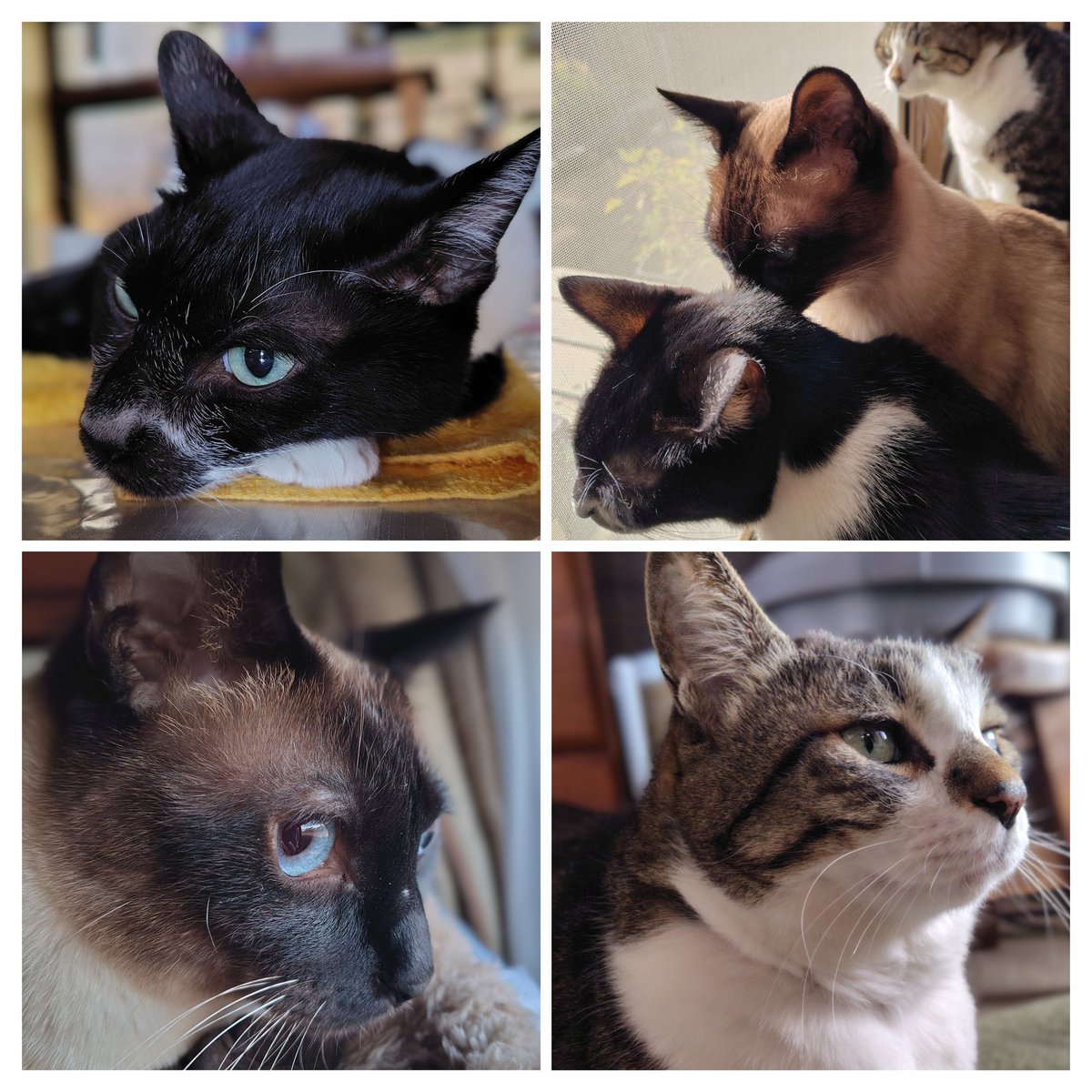 応援メッセージ いつもありがとうございます🙇 オセちゃん前日より