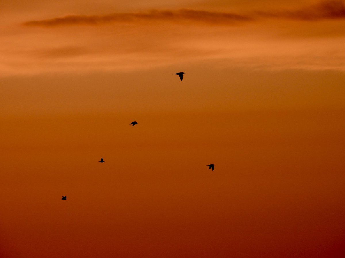 Carmel Wake tweet media