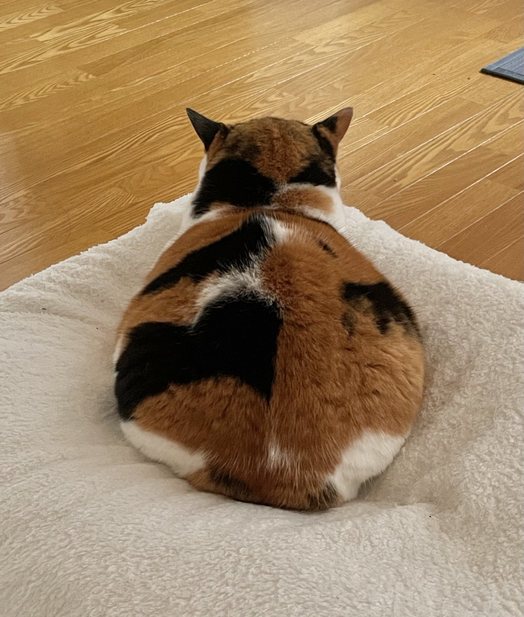 にゃんころもち (@sakura_nyancolo) / Posts / X