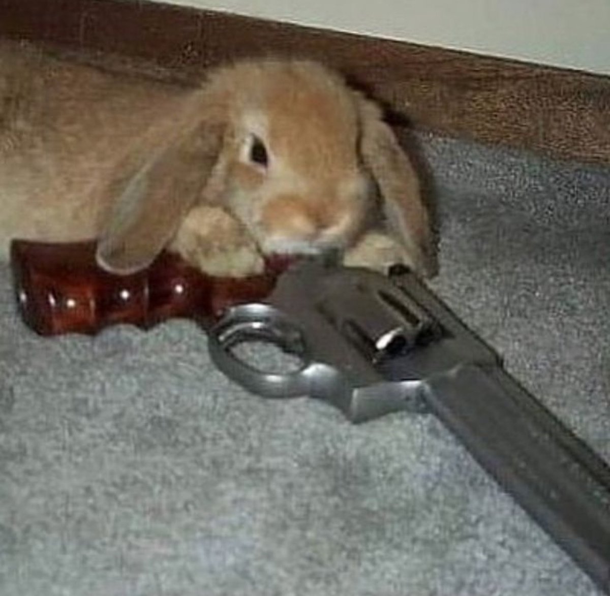 Why you should have a rabbit (@shouldhaverabit) on Twitter photo 