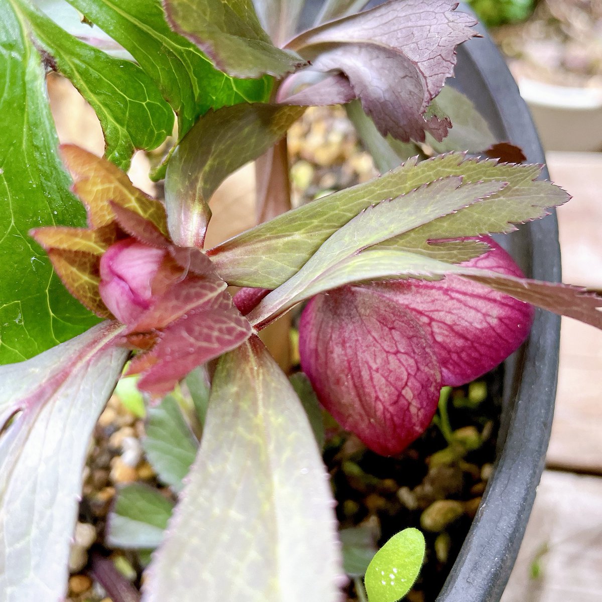 これはひっそりし過ぎていつの間にか咲いてたクリスマスローズちゃん