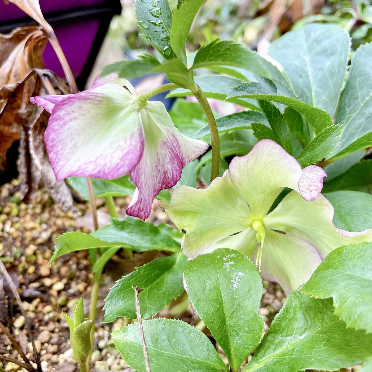 これはひっそりし過ぎていつの間にか咲いてたクリスマスローズちゃん