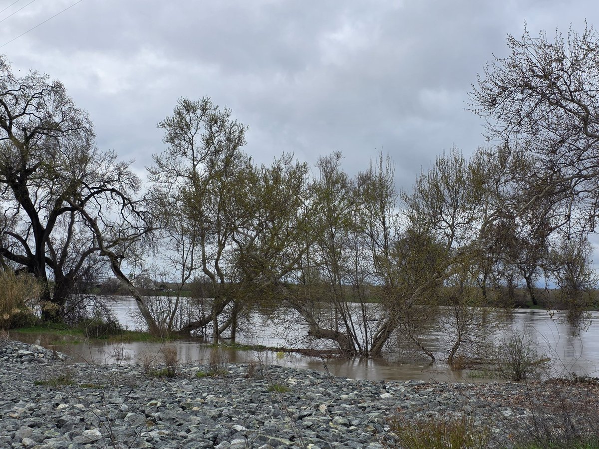 Attention Butte-Glenn commuters, Ord Ferry Road (AKA the dips) is closed 2/25 due to flooding. We expect it to remain closed through tomorrow. Do NOT attempt to cross the dips. The river is rising.
Photos taken at Irvine Finch in Hamilton City just now. River is fast and high