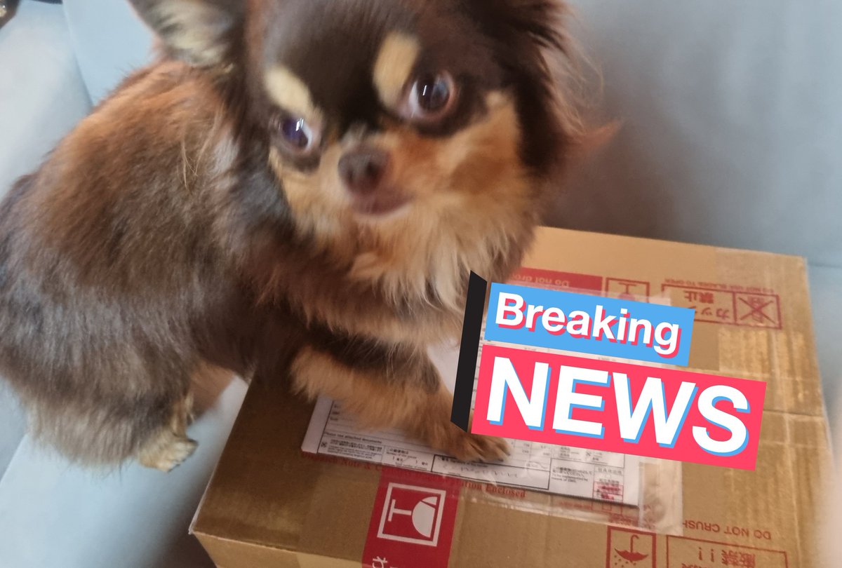 今日届いた2万円分の同人誌(えすでゅ90%+その他10%)……日本の配送先に届いたの集めていっぺんに韓国へ注文したのでボックスけっこう大きいけど
うれぴい…🥹まだ届かない本何冊あるけどこの分は今日全部読みきるわ