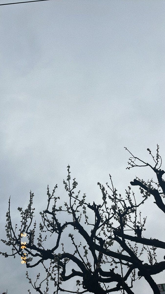 おはよございます！
インスタの写真フォルダがバグっているのは私だけ？？？
日付バラバラだった🤔
雨がやんだら花粉復活しました😶‍🌫️
むずむずむずむず…