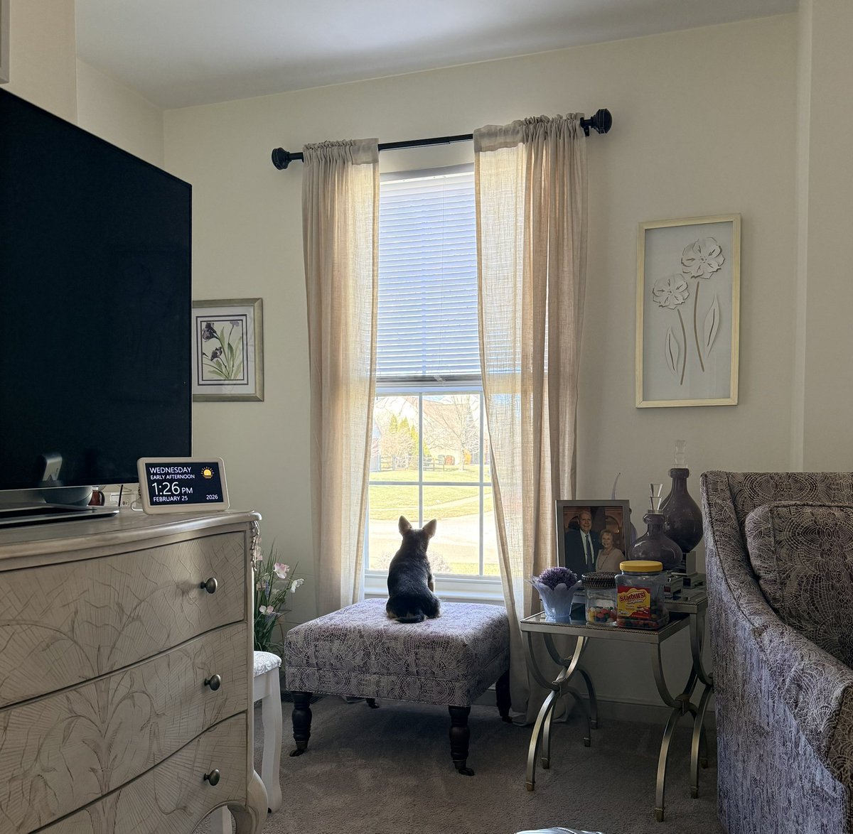 Minnie in mom’s sitting room enjoying the view 💞