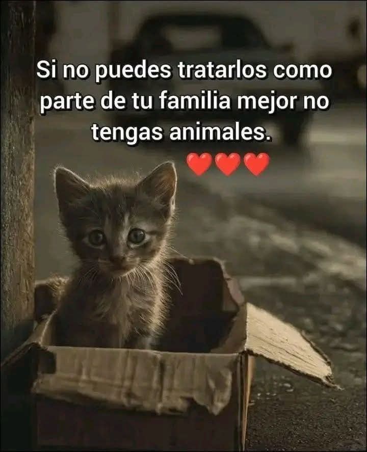 Guate Unida por los Animales tweet media