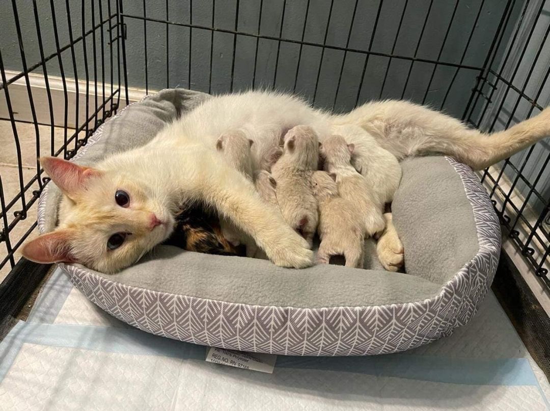 Princess Peach tweet media