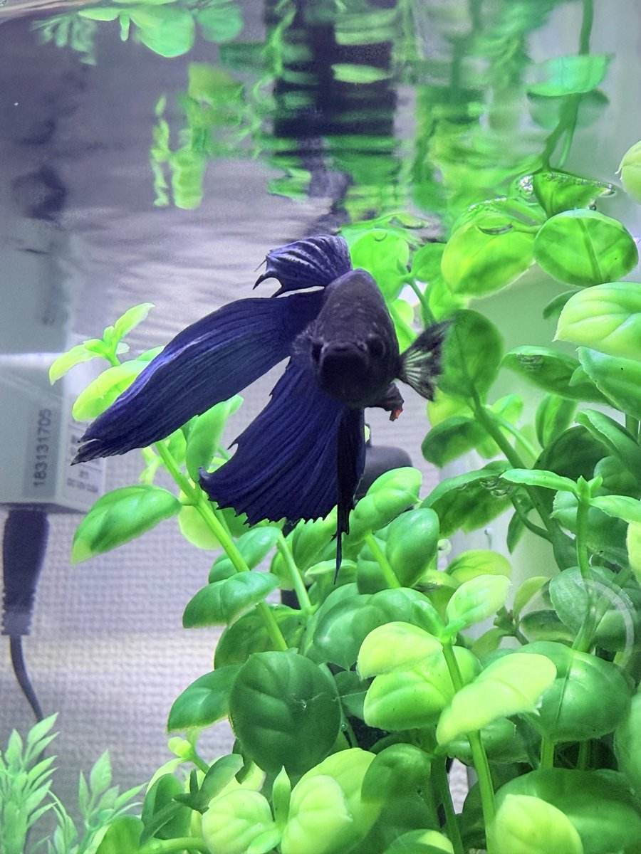 40ao16's tweet photo. ベタをお迎えしました🐟 https://t.co/US71PyPLQ6