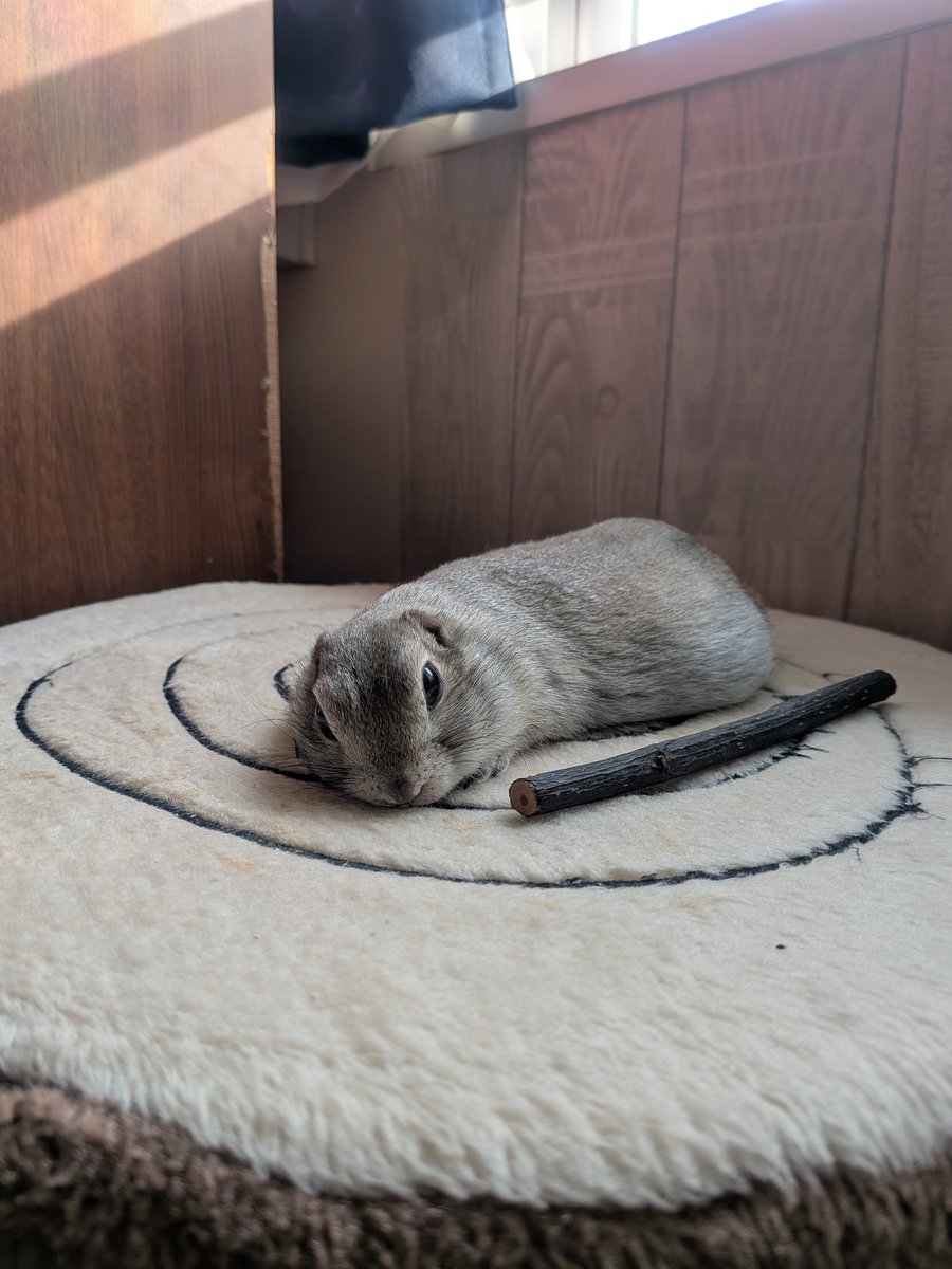 ニコルとウィリーといる日常 tweet media