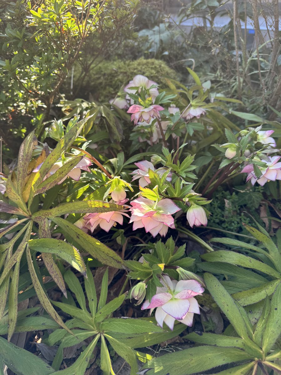 クリスマスローズその2