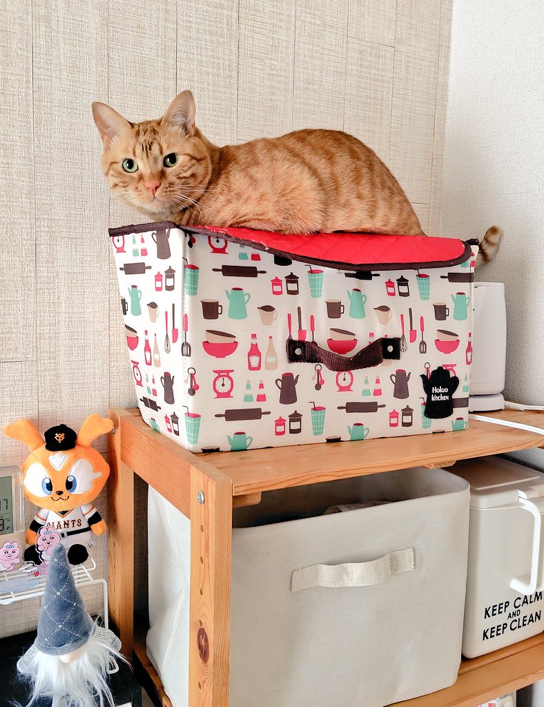 福嶋ユッカ tweet media