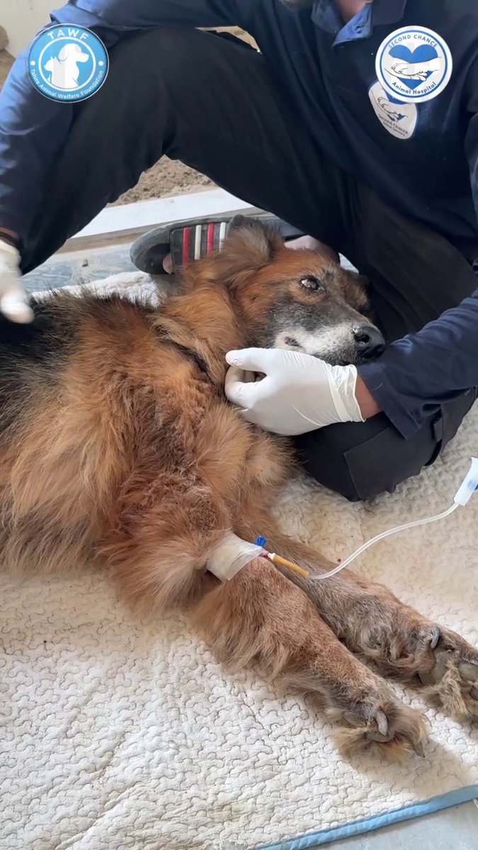 Tahira Animal Welfare Foundation - TAWF tweet media