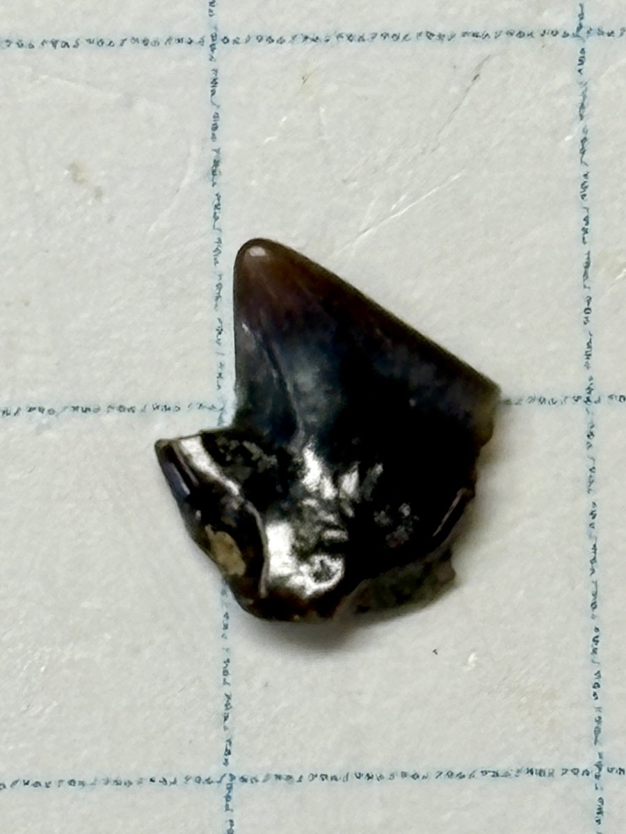 東松山市化石と自然の体験館【公式】 (@kasekitoshizen) / Posts / X