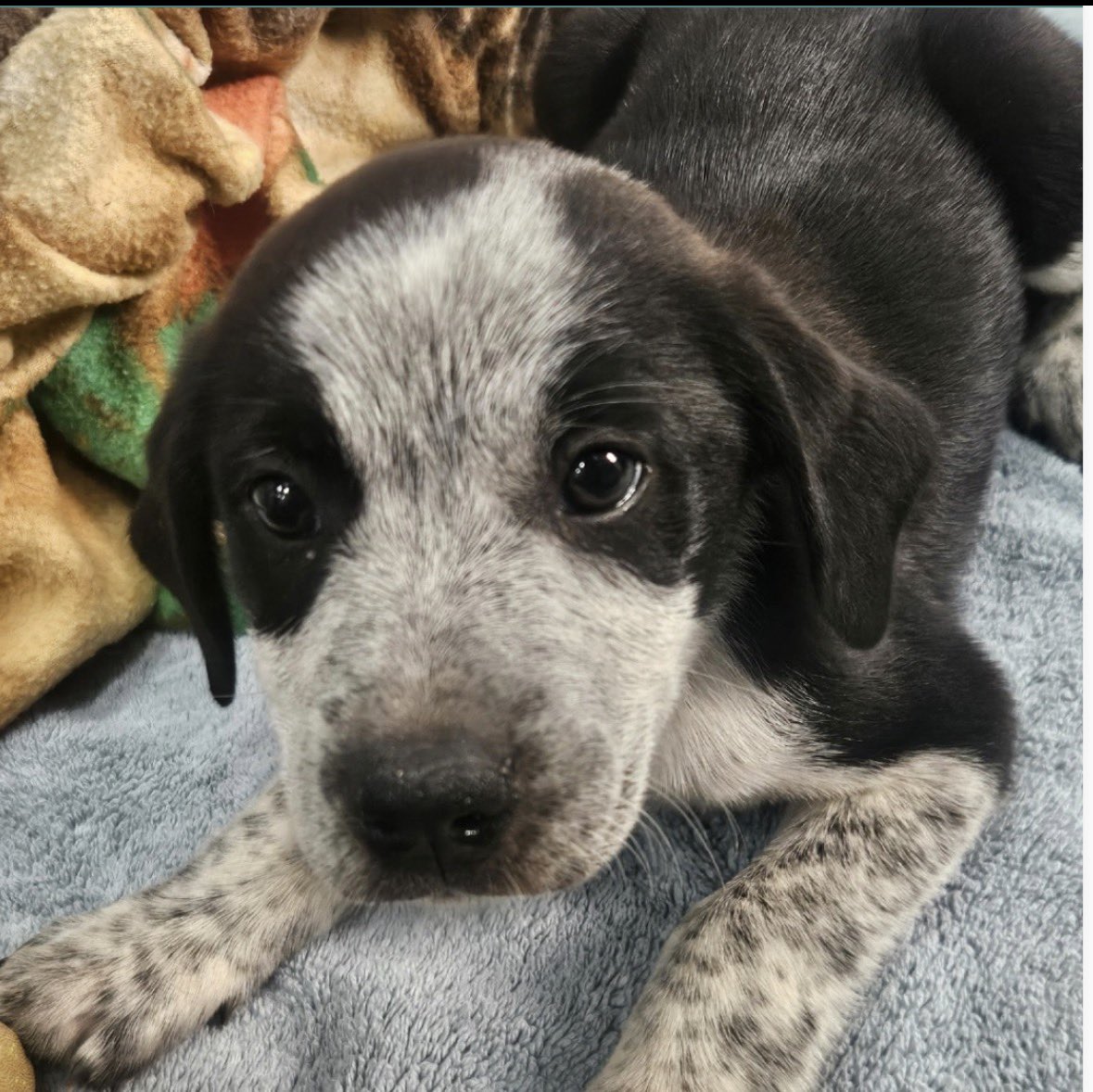 South Texas Animal Rescue Group, AKA STAR Group tweet media