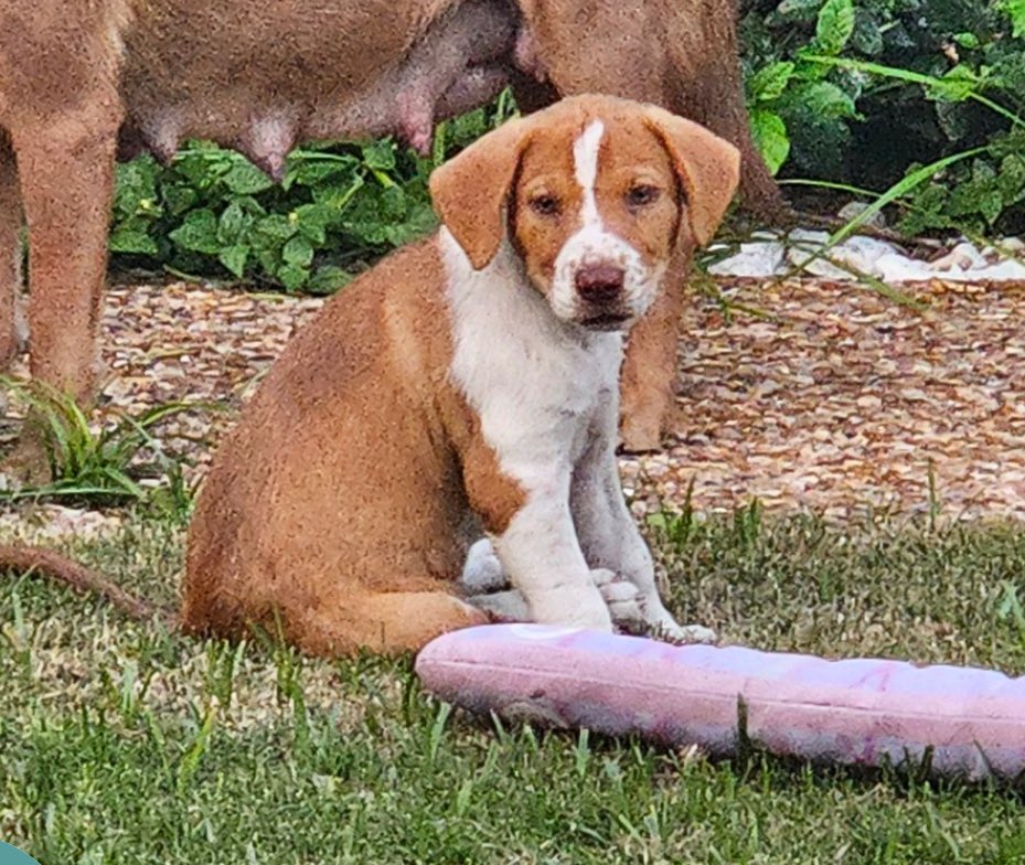 South Texas Animal Rescue Group, AKA STAR Group tweet media