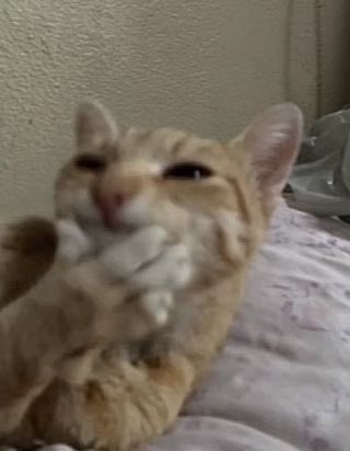 Ayer kid voodoo y hoy kid voodoo y weas de curico ctmmm tocara cerrar mis redes por un tiempo otra vez