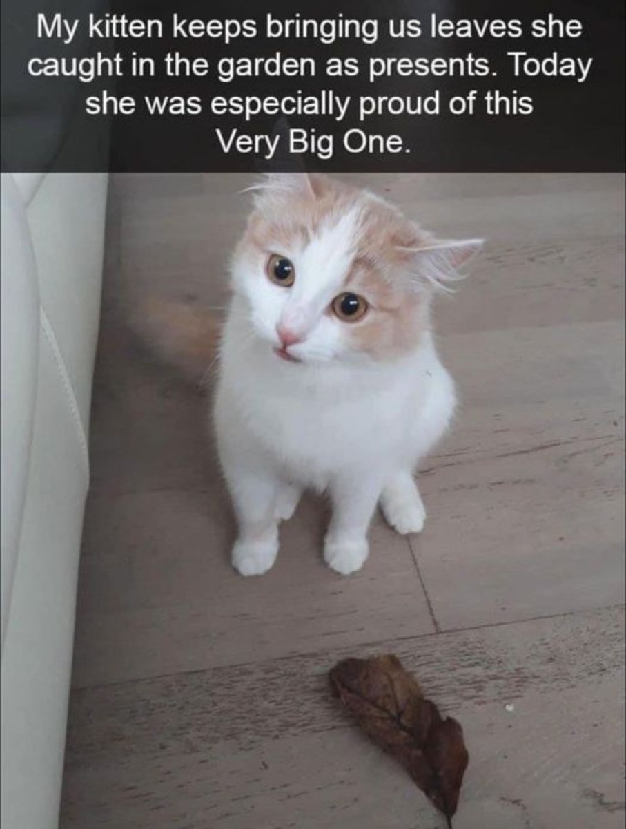 smol silly cat tweet media