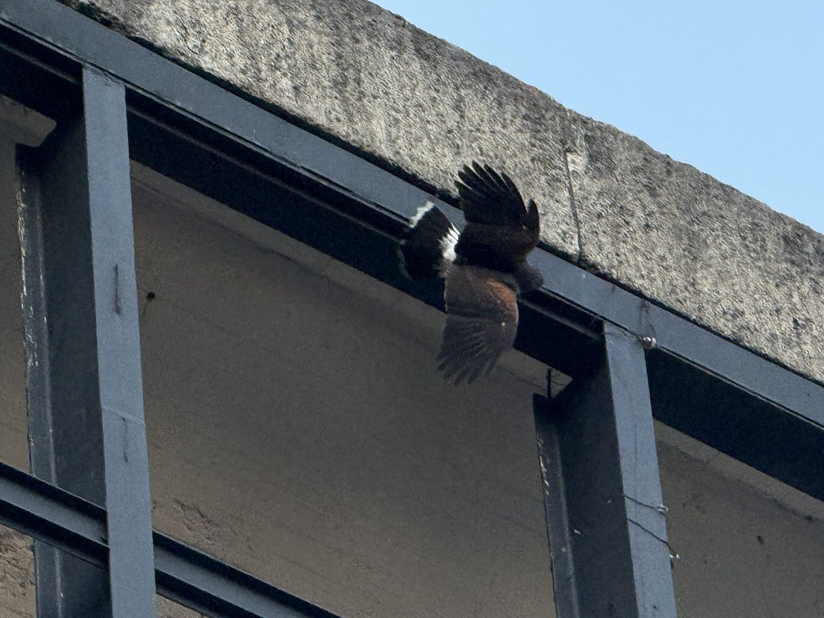 Orden de Guadalupe tweet media