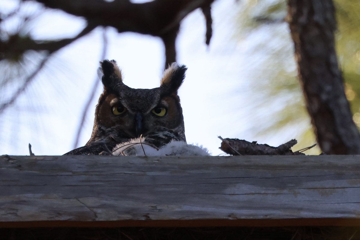 Native Bird Boxes tweet media