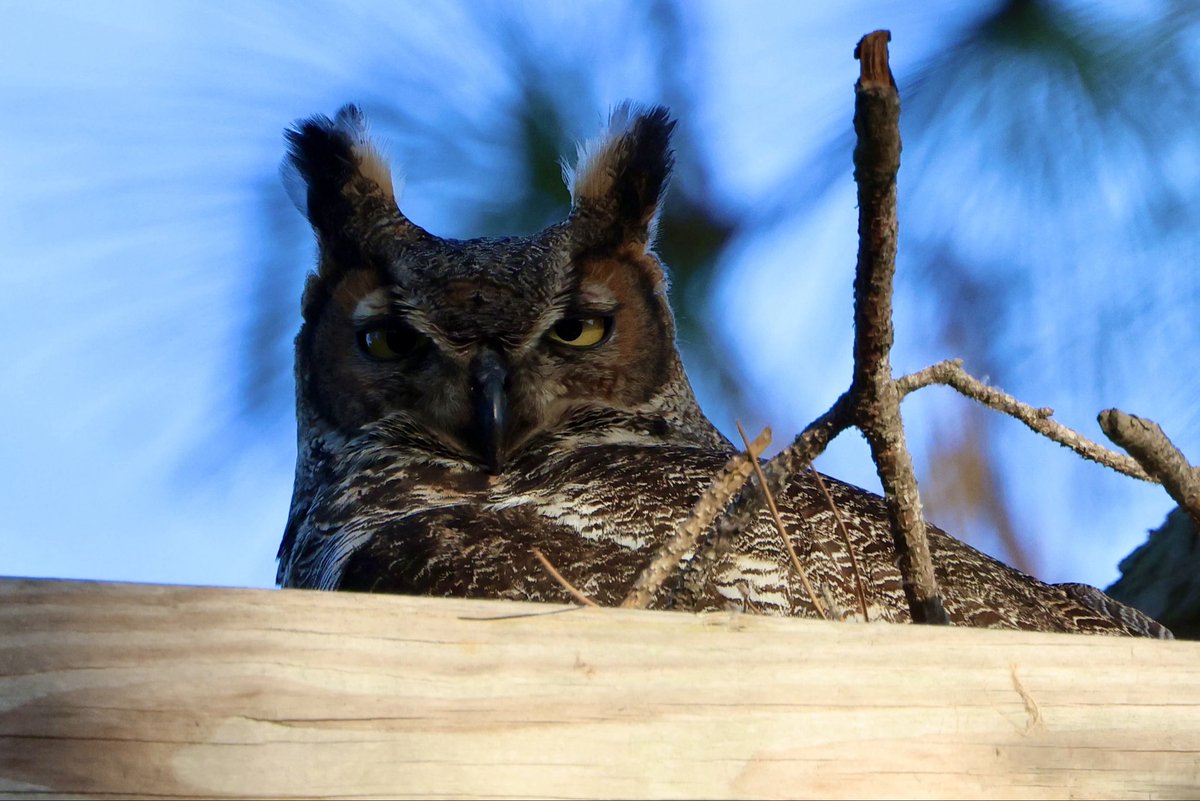 Native Bird Boxes tweet media