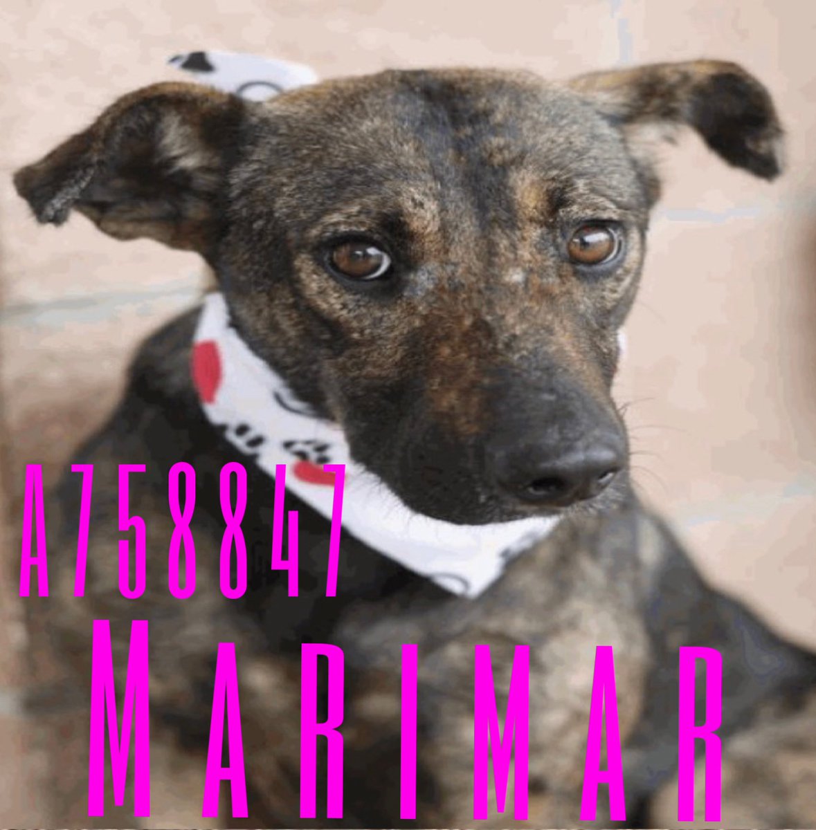 🆘  DOG MOMS &amp; BABIES TO BE KILLED TOMORROW BY #SANANTONIO ACS #TEXAS‼️

MARIMAR #A758847

⚠️Actively nurising litter🍼
#Rescue &amp;/or #Foster only 📧acsfoster@sanantonio.gov

#PLEDGE 🚨🛟