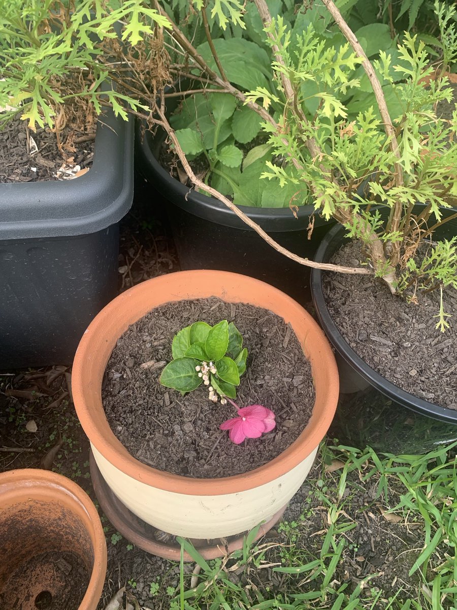 Debbie Robson tweet media