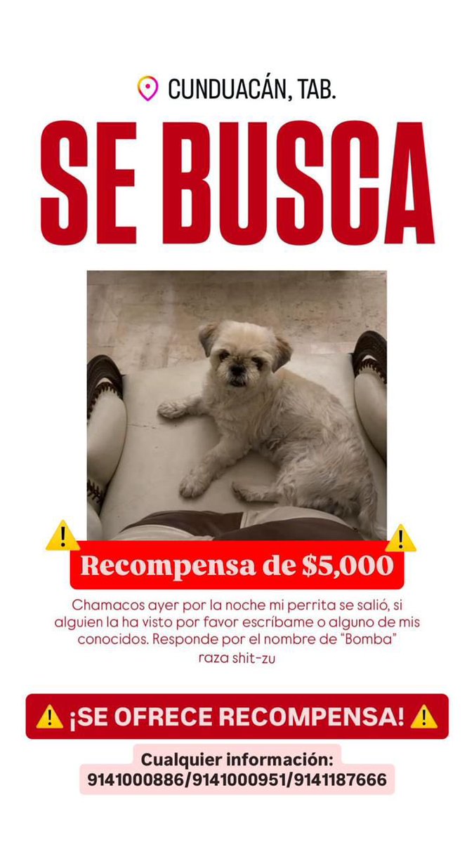xevtfm's tweet photo. 🔴 #AlertaPerruna | Buscan a #Bomba🐾
Fue vista por última vez en Cunduacán, #Tabasco
Informes al 📲 9141000886 | 9141000951 | 9141187666 https://t.co/r6bogqCrov