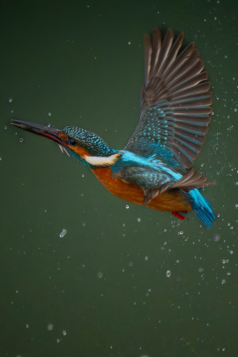 おはカワセミ🐦 今日はCP+に行くので低浮上になりそうです😅 NIKON Z 8