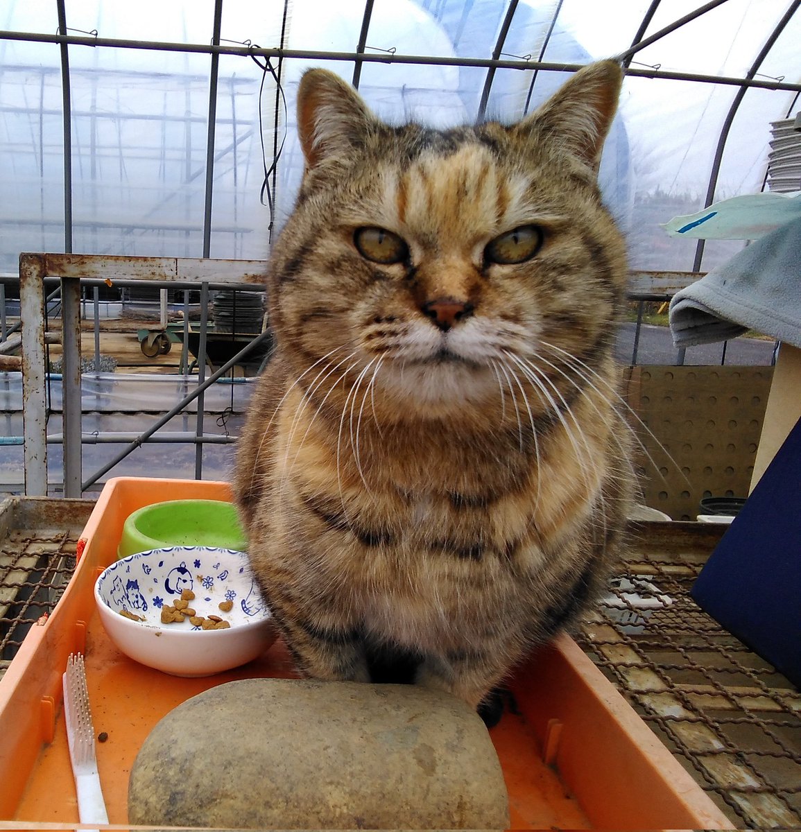 y_nursery's tweet photo. いいお湿りでしたね～☔😃🐱🐾 https://t.co/XsEnAETKrR
