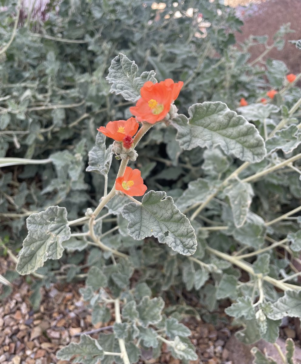 TomilkinaDesign's tweet photo. Spring time in deserts #desert #desertflowers #flowers #flowersblooming #nevadaflowers #nevada #lvnevada #springinnevada https://t.co/yN9PBoPOX8