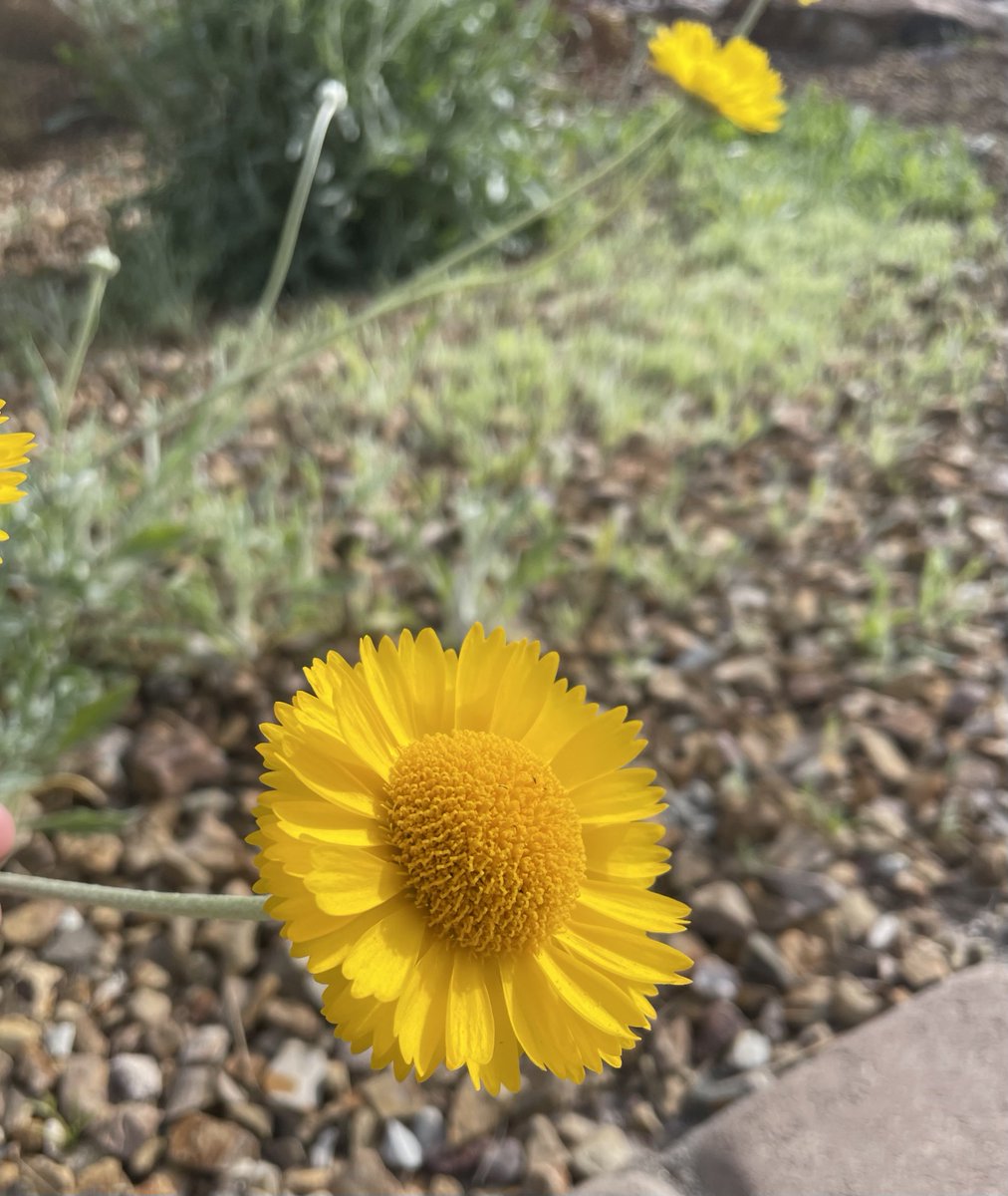 TomilkinaDesign's tweet photo. Spring time in deserts #desert #desertflowers #flowers #flowersblooming #nevadaflowers #nevada #lvnevada #springinnevada https://t.co/yN9PBoPOX8