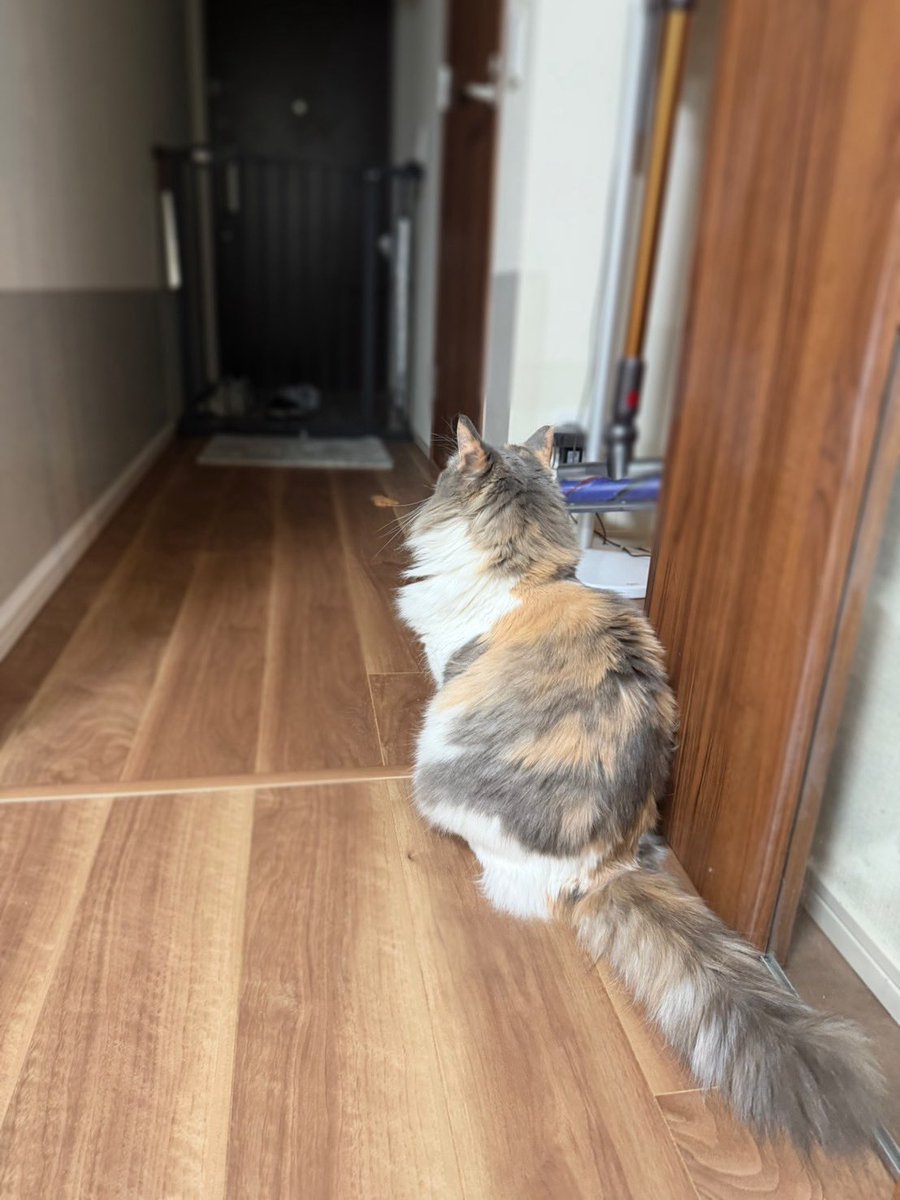 天月-あまつき- (@_amatsuki_) / Posts and Replies / X