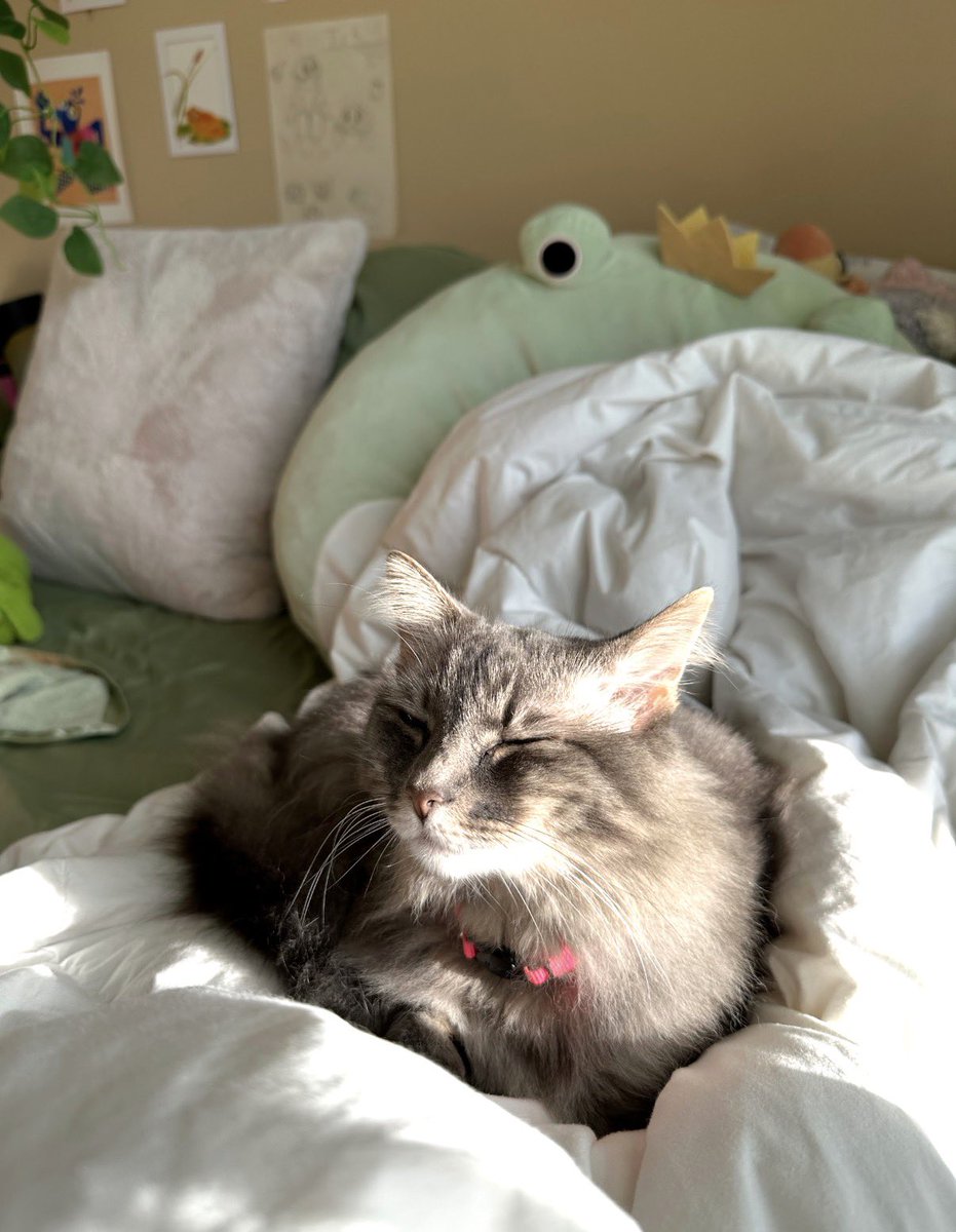 bugsprout's tweet photo. @rustlamb you look like a human version of my cat https://t.co/tegTa1K4xz