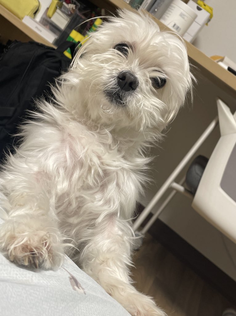 김체리 tweet media