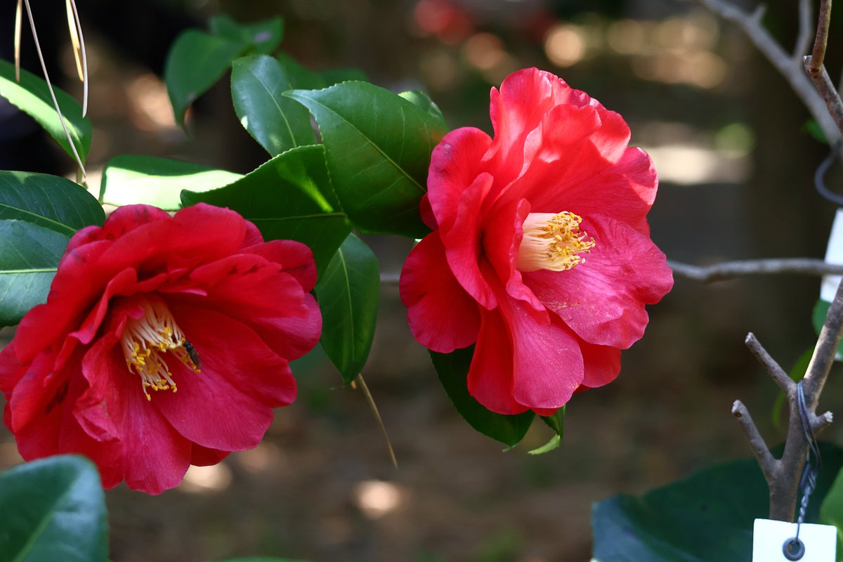 皆さんおはようございます！
今朝は雨は上がったけど雲がまだ多い。
そして寒い(*´Д｀*)
天気はこれから晴れるみたいだけど…
今日のお花は椿の花。
今日も穏やかな１日でありますよう。
ぼちぼちとね😊