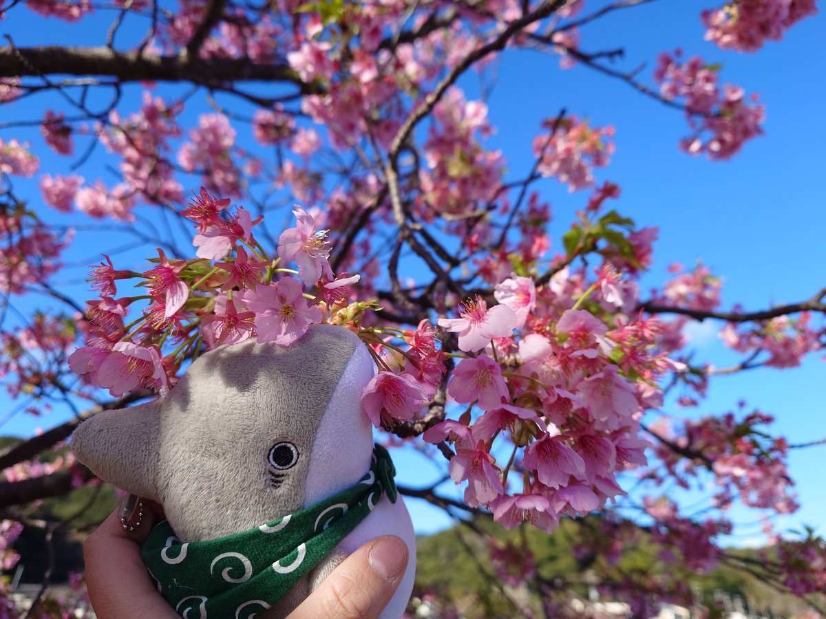 河津桜を見に行ったよ！ 今年はちょっと行くの遅くて散ってるの多め