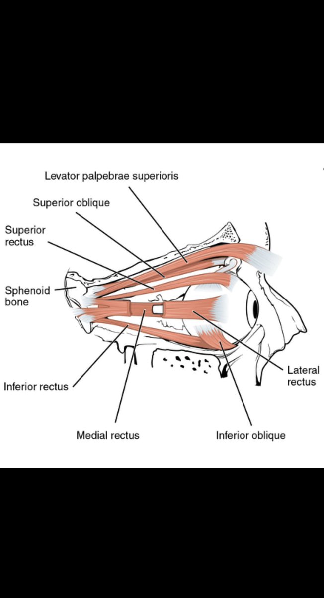 RAED ALOTAIBI tweet media