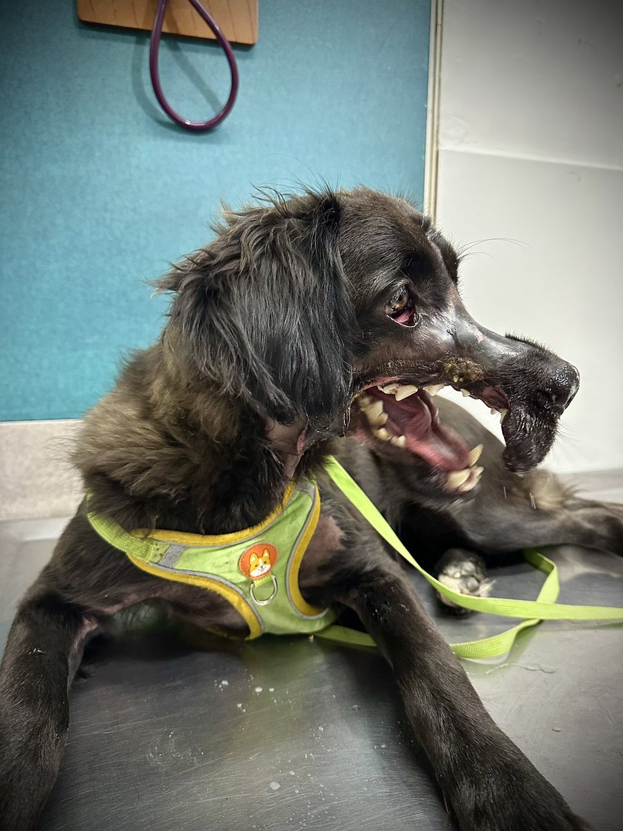 Las personas que estaban a su cargo decía había sido una picadura de insecto y gusanos la que la llevaron a este punto. 
Lo cual con nuestros especialistas fue totalmente descartado. Tiene una corrosión en su hueso y todo apunta a que fue con ácido que le desfiguraron el rostro+