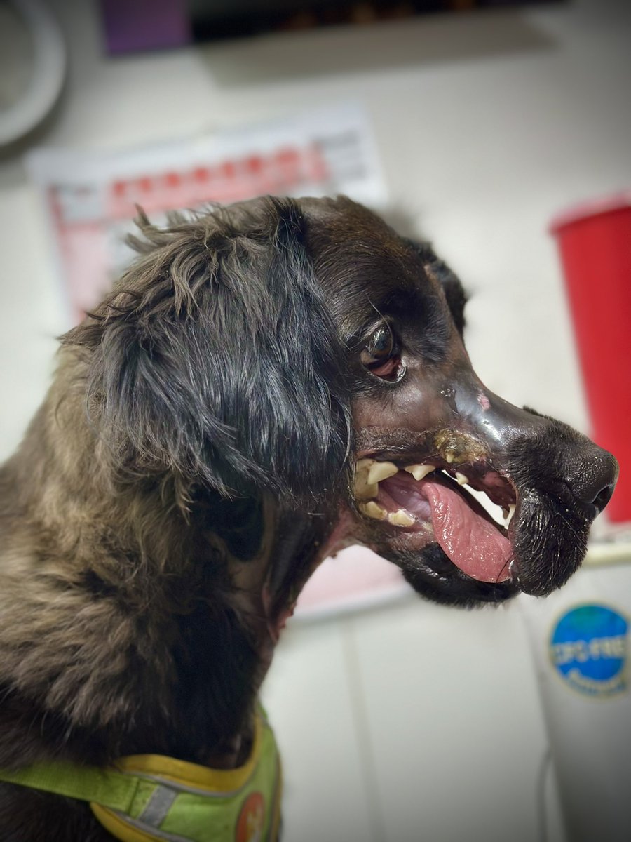 Rescates especiales. tweet media