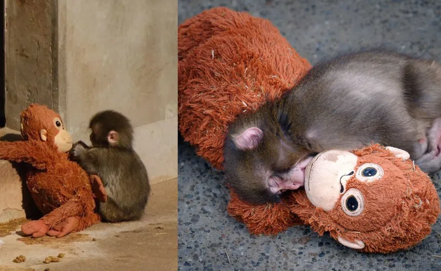 Horizontes365's tweet image. 🐒#PETA exige trasladar a #Punch a un santuario por presunto trauma emocional

horizontes365.com/single-post.ph…