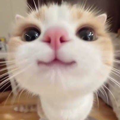 𐔌 ciel .ᐟ ꒱ tweet media