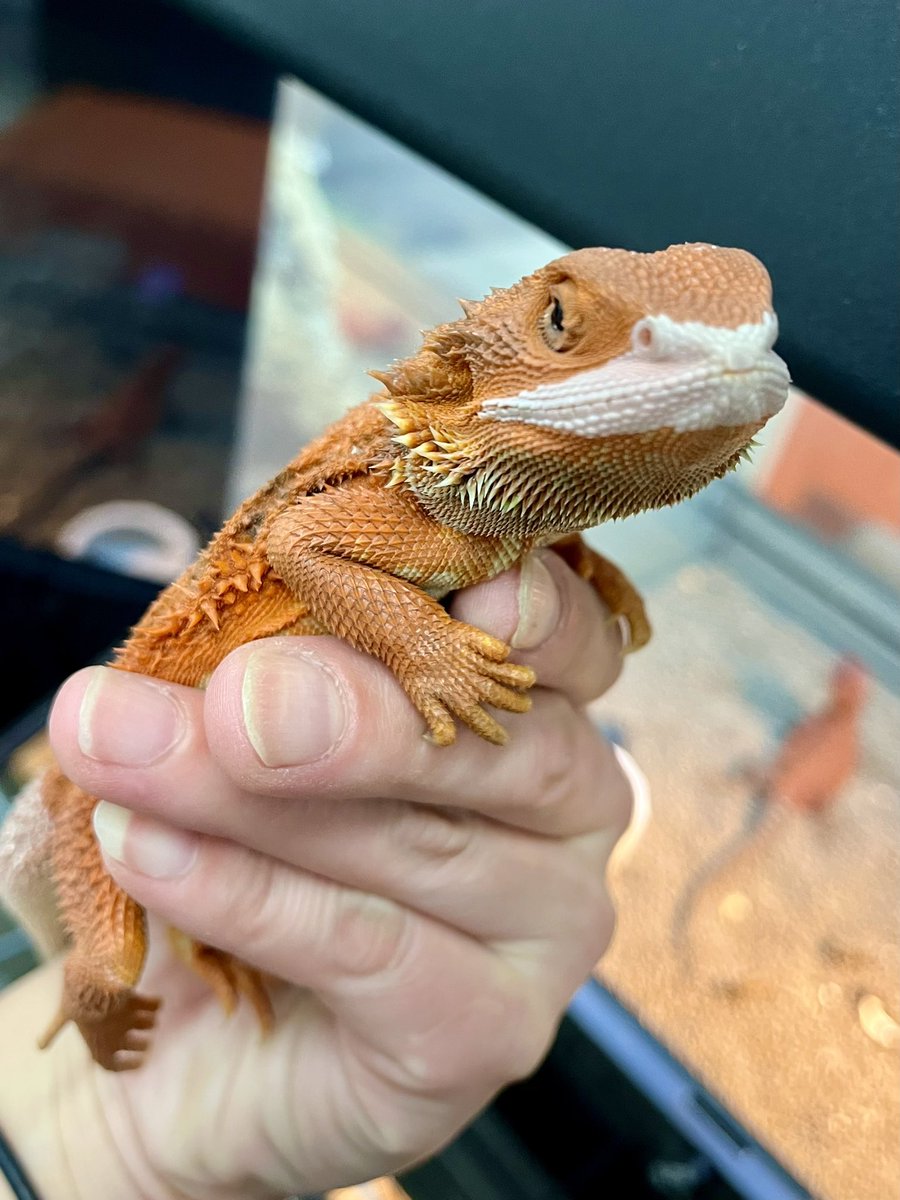 Suke Rep 神戸店 tweet media