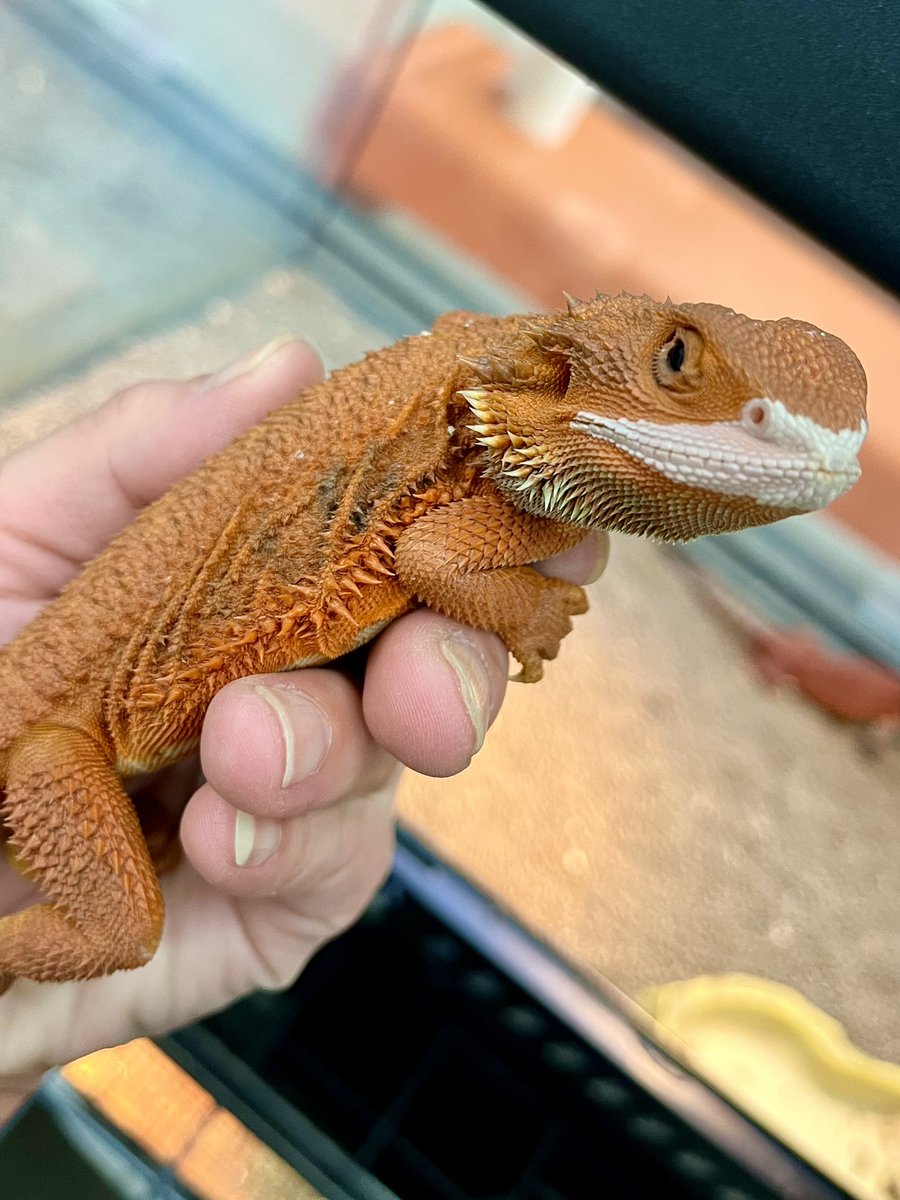 Suke Rep 神戸店 tweet media