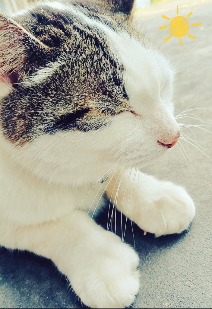 みけ。 #猫のいる幸せ #猫好きさんと繋がりたい #猫のいる暮らし #猫の